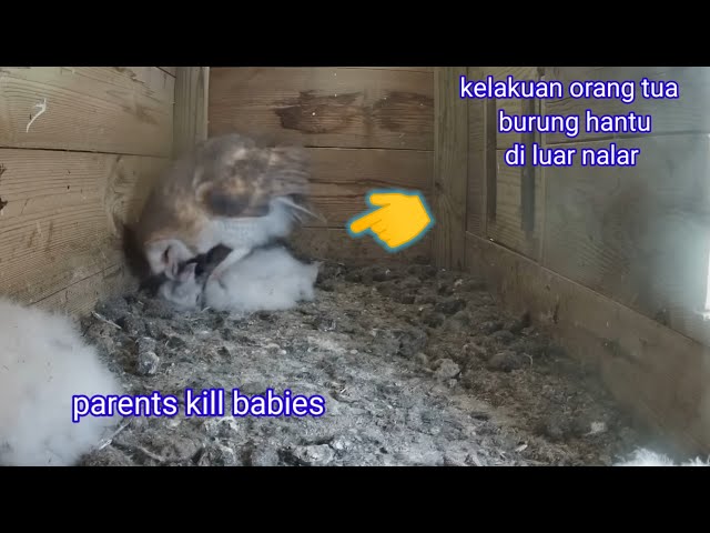 parents kill all babies#owl family class=