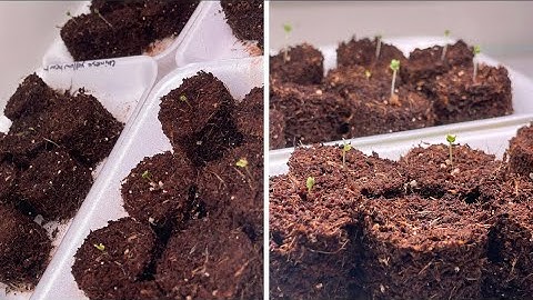Diy soil block maker for free or cheap 🌱 diy seed starting soil blocks