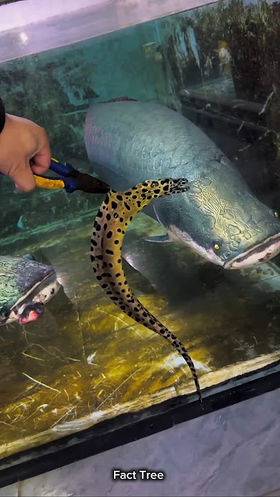 Electric eel vs Arapaima