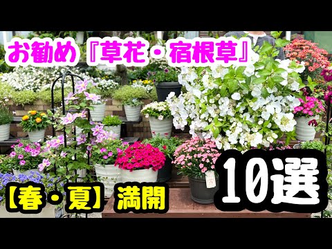 はなはな ◇ [Spring/Summer Flowers] Introducing 10 varieties! 