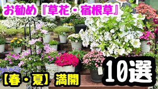 ◇ [Spring/Summer Flowers] Introducing 10 varieties! 