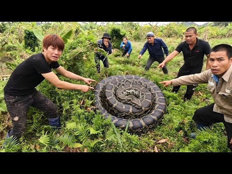 8 Brave Hunter Confront 2 Giant Pythons With Their Bare Hands