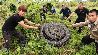 8 Brave Hunter Confront 2 Giant Pythons With Their Bare Hands