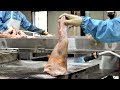 Process of Mass Producing Pig Trotter by Boiling 300 Tons of Pig’s Feet. Korean Pork Food Factory