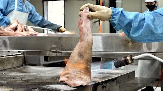 Процесс Массового Производства Корма Для Свиных Рысаков Путем Варки 300 Тонн Свиных Ножек