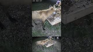 Neighborhood Fox #crittercam