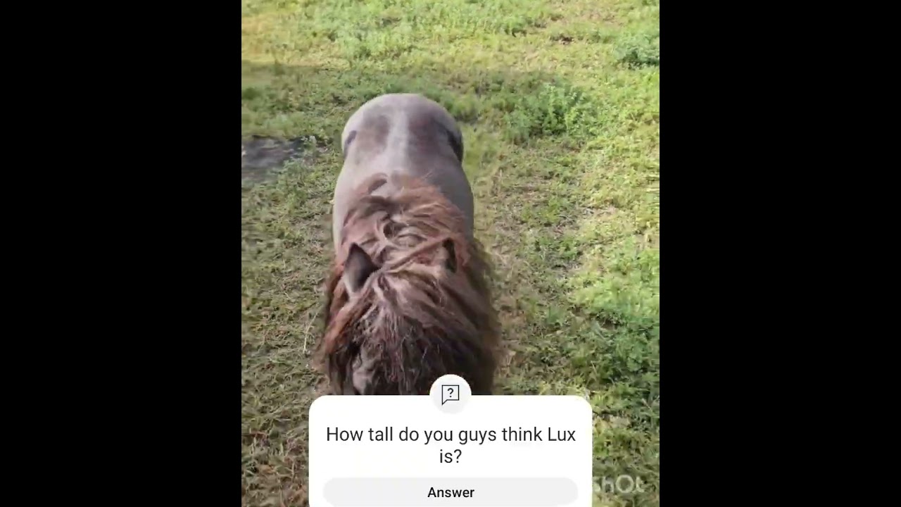 Lux dinner time ♡ Mini Stallion #horse