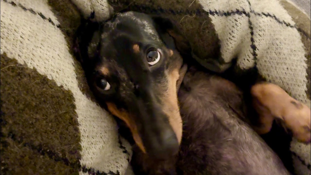 YOU'RE NOT READY FOR THIS MUCH CUTENESS WITH THIS MINI DACHSHUND - YouTube