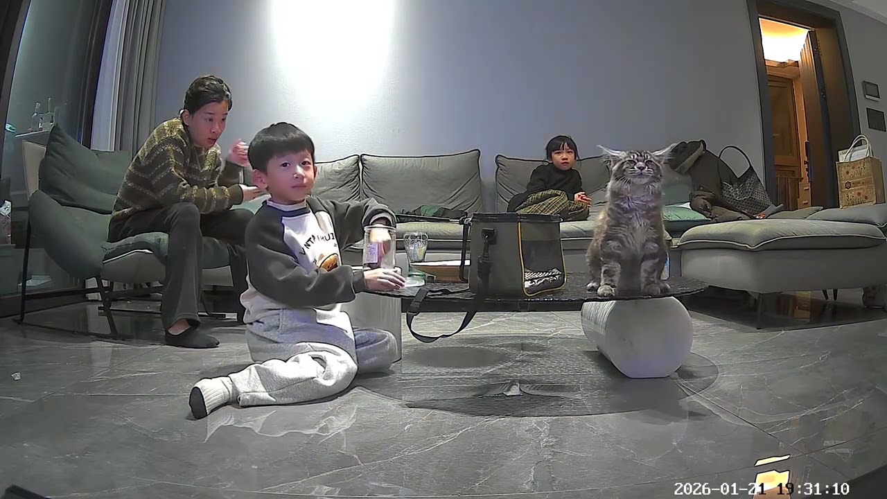 Sneezing cat surprises family in living room in Guangdong, China