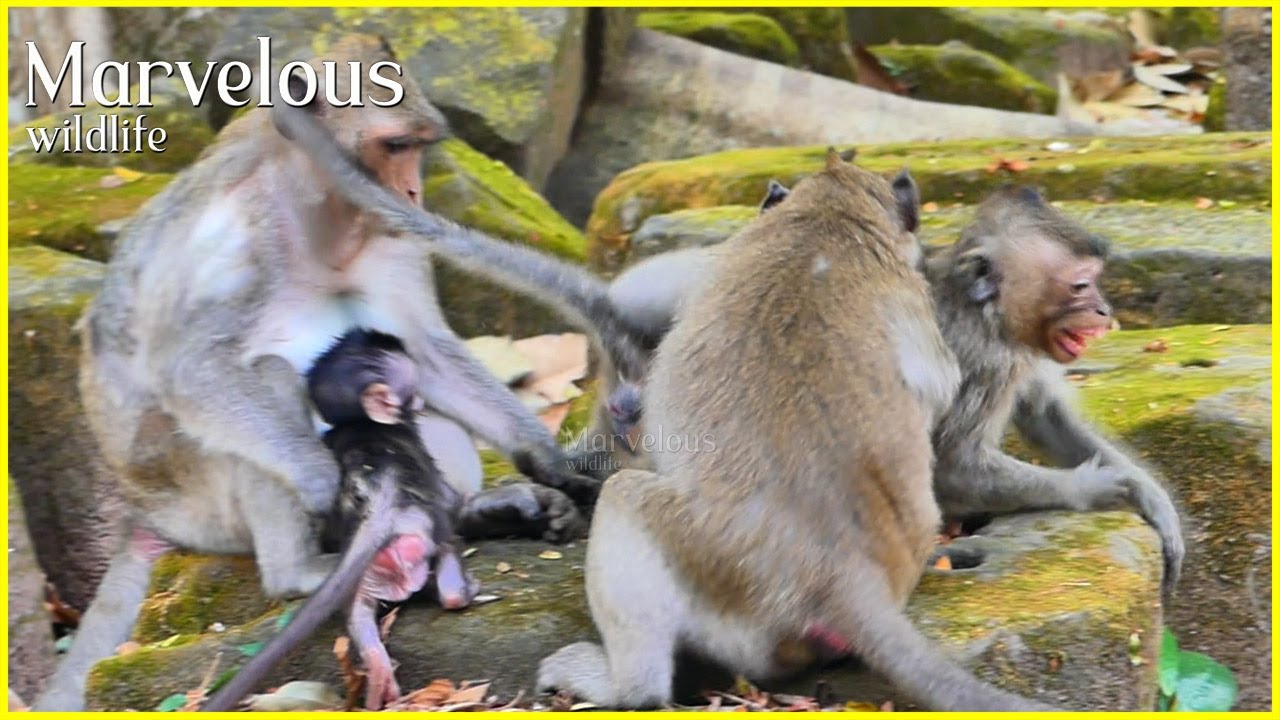 Rare sees....! Great aunt Jonna n/o hesitative in d/isqualified Elfi to stay @way from niece Jiva