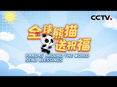 全球熊猫送祝福 看成都版“功夫熊猫”燃遍全球！Pandas Around the World Send Blessings | CCTV