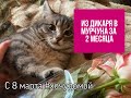 Тимошка: решила приручить дикого котёнка. Что из этого вышло? Смотрите