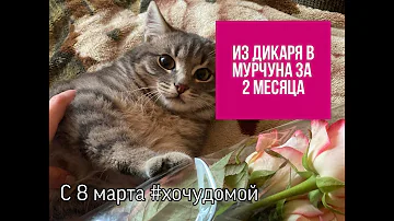 Тимошка: решила приручить дикого котёнка. Что из этого вышло? Смотрите