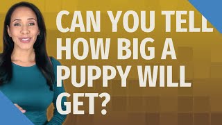 Can you tell how big a puppy will get?