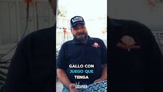 PULGADERO OR ASIL? PULGADERO OR ASIL?