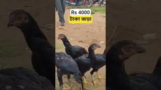 Jharkhand Murga Market || Kukru Haat | parrot beak Aseel murga#kukruhaat #murgamandi #trending