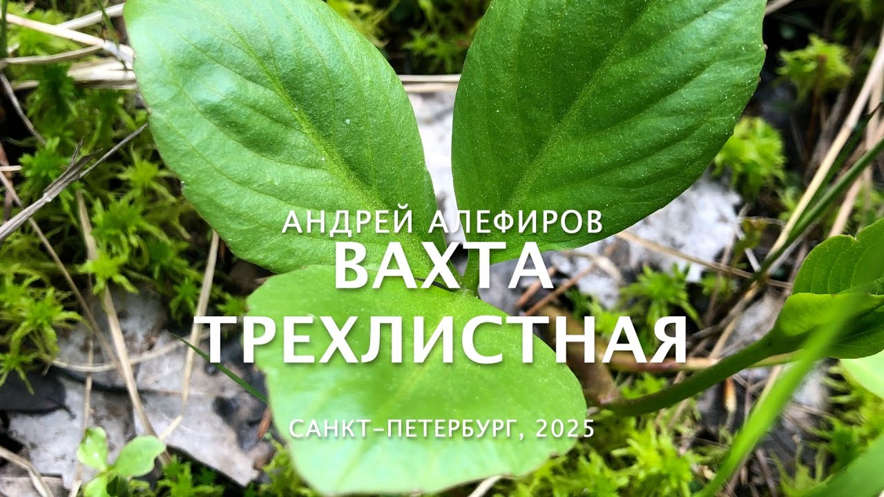 Вахта трехлистная. Алефиров А.Н.