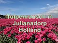 Tulpenrausch in Holland 2019 Julianadorp (Unbezahlte *Werbung da Namensnennung!)