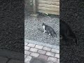 通りがかりのネコ