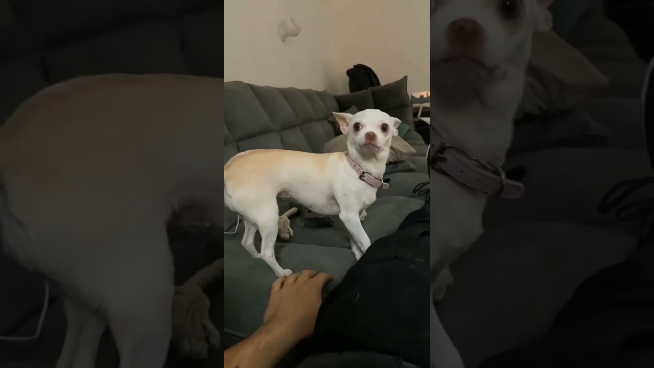 Niki angry Chihuahua ? #short #ytshort #chihuahuas #pets #dogs ‎@Chihuahua TV   ‎@mreviatar 