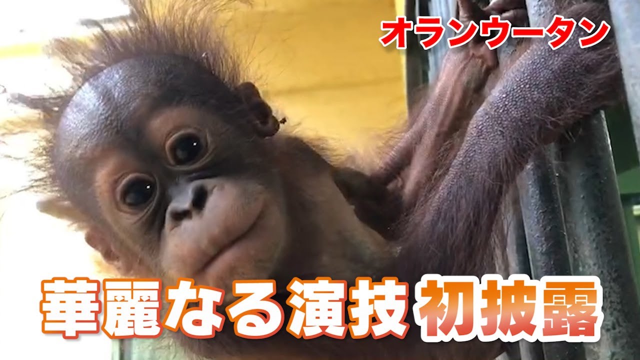 オランウータンの赤ちゃん カメラ目線で華麗な演技を初披露 Youtube