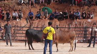 Nyuj Sib Nrau Khub4. Tshav Pajpej 392023