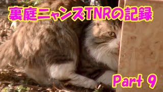 Cat in the back yard, TNR record, part9 ~Bosskichi's trapped by Bosskichi HoiHoi~