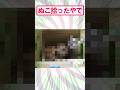 【2ch面白いスレ】3匹の猫を拾ったんやが#2ch #2ch面白いスレ