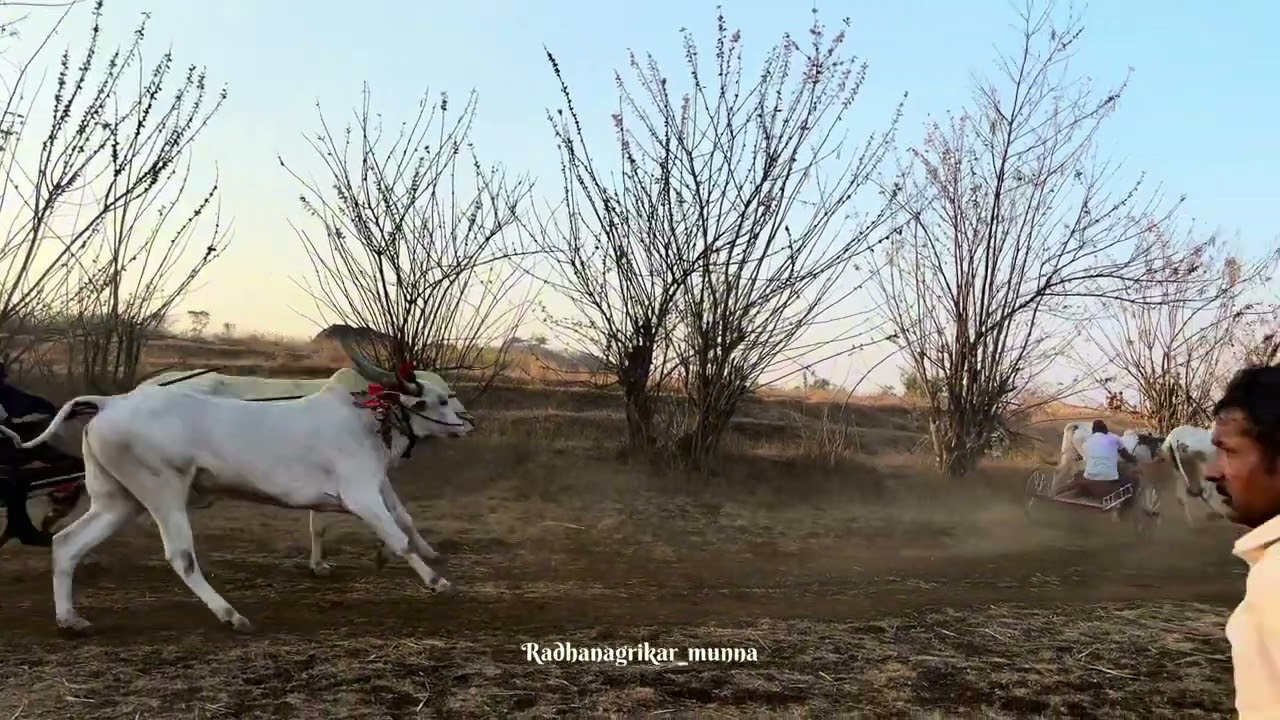 14-02-2026| भडगाव( गडहिंग्लज) जनरल पाडा बैल आणि घोड़ागाड़ी शर्यत|बक्षिस 11 हजार