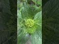 紫陽花が咲いた