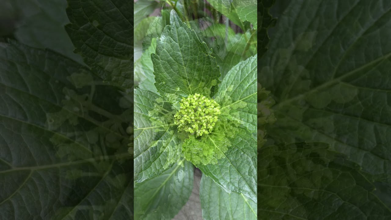 紫陽花が咲いた