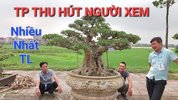 TOÀN CẢNH TL QUẾ VÕ - BẮC NINH trong ngày đầu tiên nhận cây * RẤT NHIỀU TP LẦN ĐẦU NHÌN THẤY * .