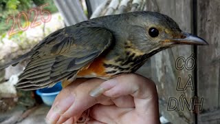 Tiếng Hoét Lửa Bụng Đen , Hoét Ngực Đen Gọi Bầy Chuẩn Giọng 2025 , Bẫy Chim Hoét Lửa Ngực Đen