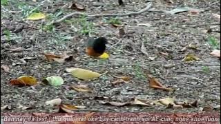 Tiếng Hoét Lửa Bụng Đen , Hoét Ngực Đen Gọi Bầy Chuẩn Giọng 2025 , Bẫy Chim Hoét Lửa Ngực Đen