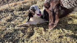 Goat Giving Birth to Twin Baby Goats!