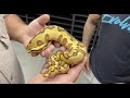 Most insane ball python collection  always evolving 