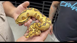 Most Insane Ball Python Collection  Always Evolving