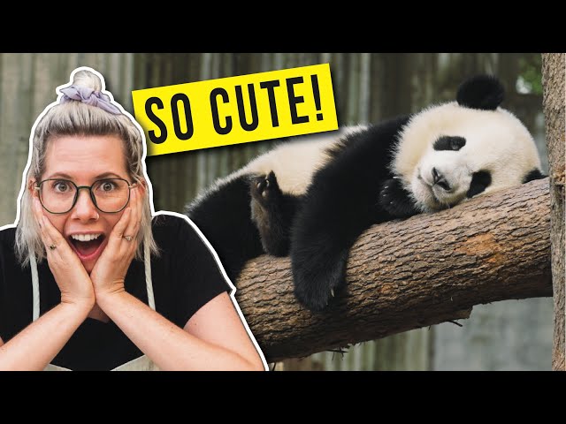Seeing Pandas in China For The First Time