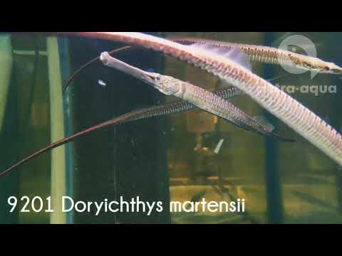 Doryichthys martensii 20-30 cm in stock - code 9201