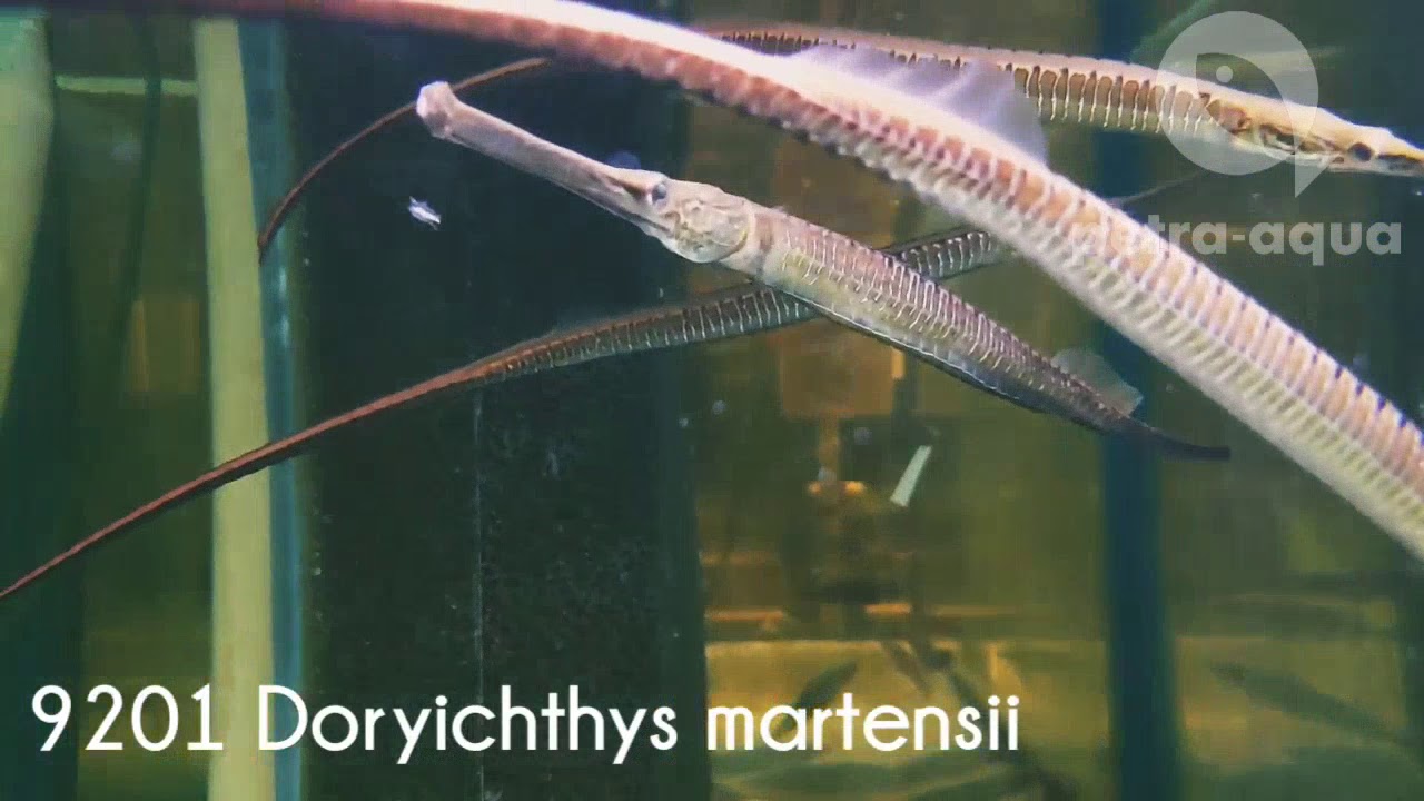 Doryichthys martensii 20-30 cm in stock - code 9201