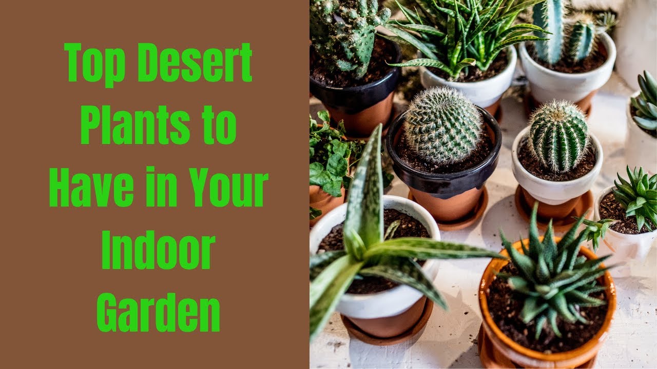 indoor cactus plant Faux Potted Cactus Plant | Artificial Greenery