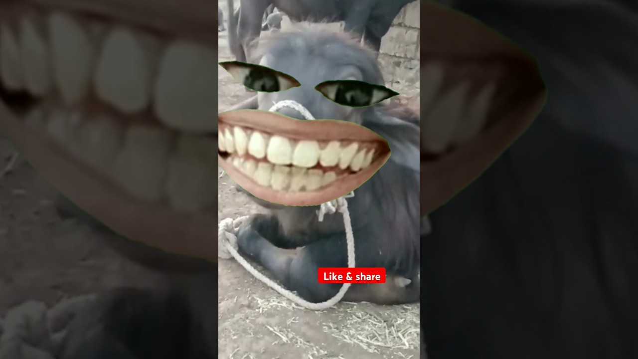 Buffalo X Chin Tapak Dam Dam 🥁🪘🐃 