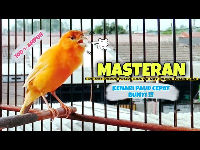 Masteran KENARI Paud Cepat Bunyi || Pancingan KENARI GACOR Durasi Panjang #22 class=