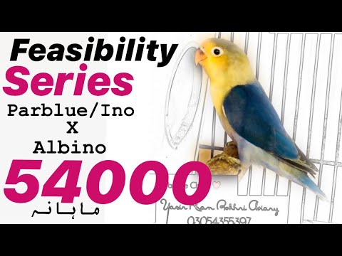 Feasibility study of lovebird set up, Parblue/Ino x Albino, 2019 in