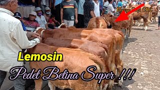 lemosin Pedet Betina paling super terbaru !!! pasar Hewan Muntilan Magelang