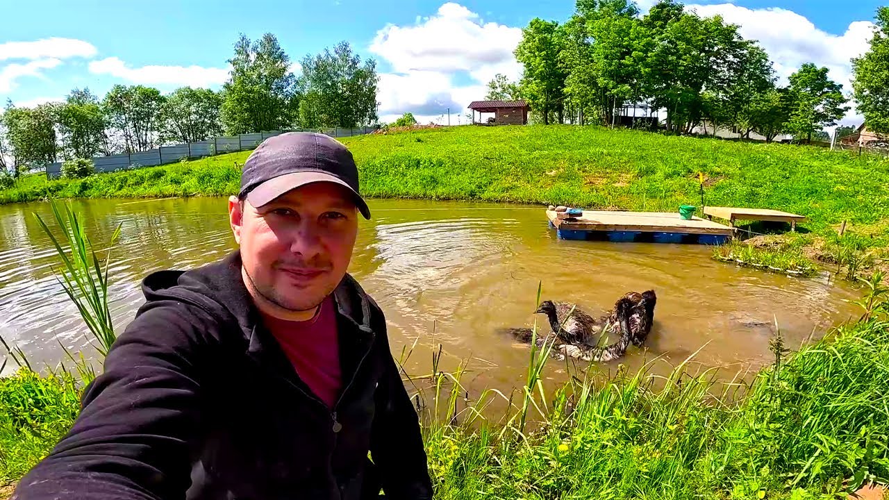 СТРАУСЫ КУПАЮТСЯ ! КУПИЛ ХУТОР В ЛЕСУ ! СТРОЮ СВОЮ УСАДЬБУ ! №7 - YouTube