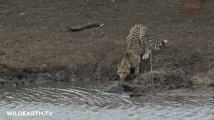 Crocodile attacks unsuspecting cheetah cub
