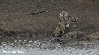 Crocodile attacks unsuspecting cheetah cub screenshot 5