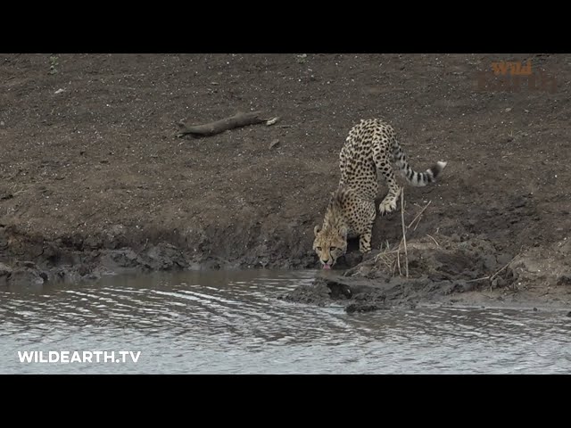 Crocodile attacks unsuspecting cheetah cub class=