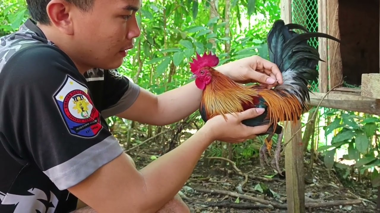 Update!!sa mga bago kung huli na mga labuyo ngayong season!🐓#chicken#ayam#redjunglefowl#wildlife 